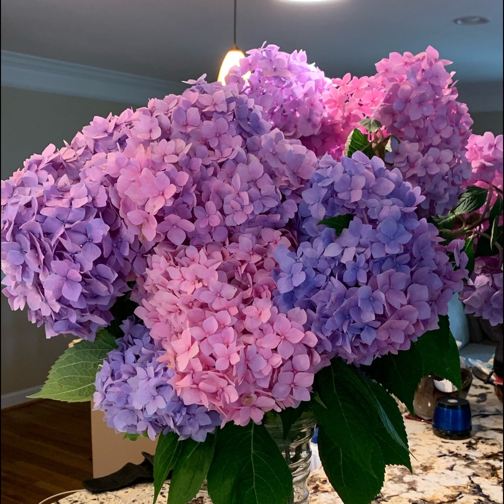 Meet your Posher, Trish